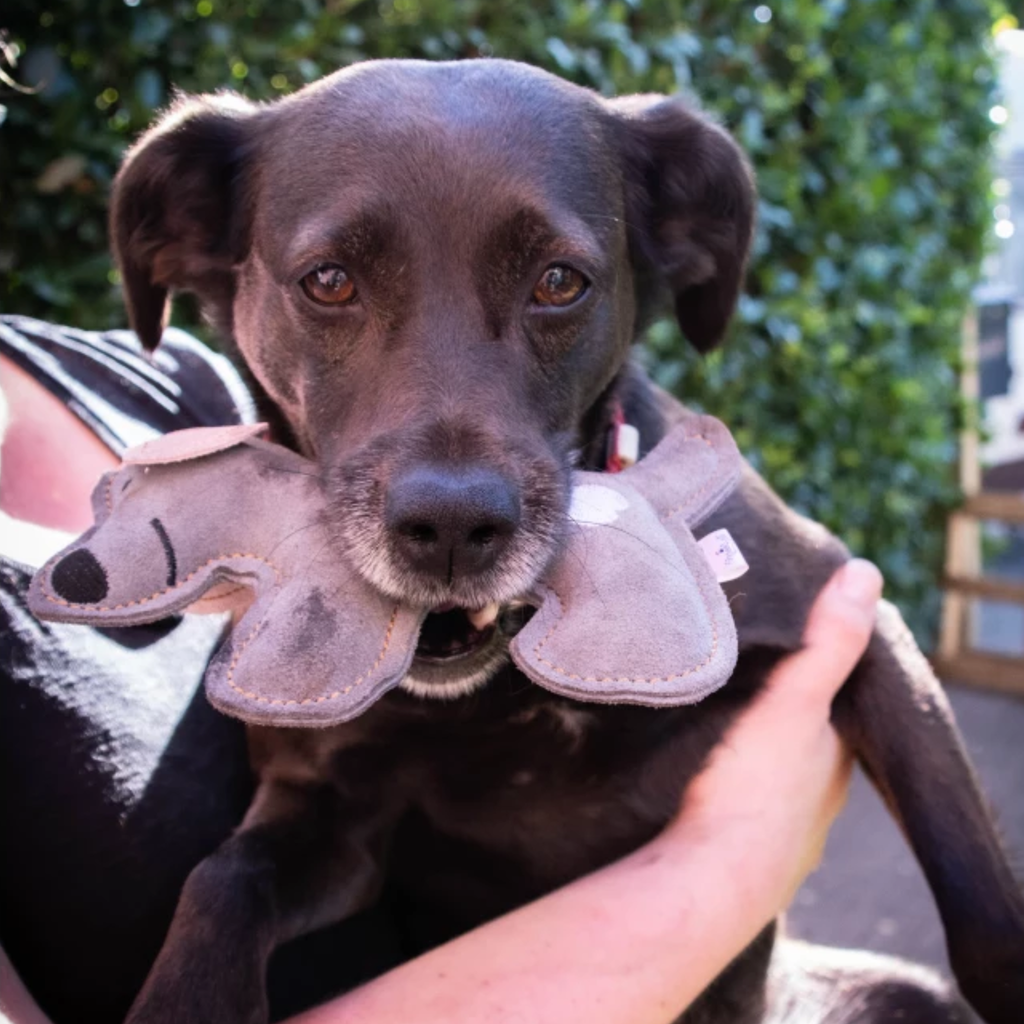 Doggy Doodles -  Ezel Lichtgrijs