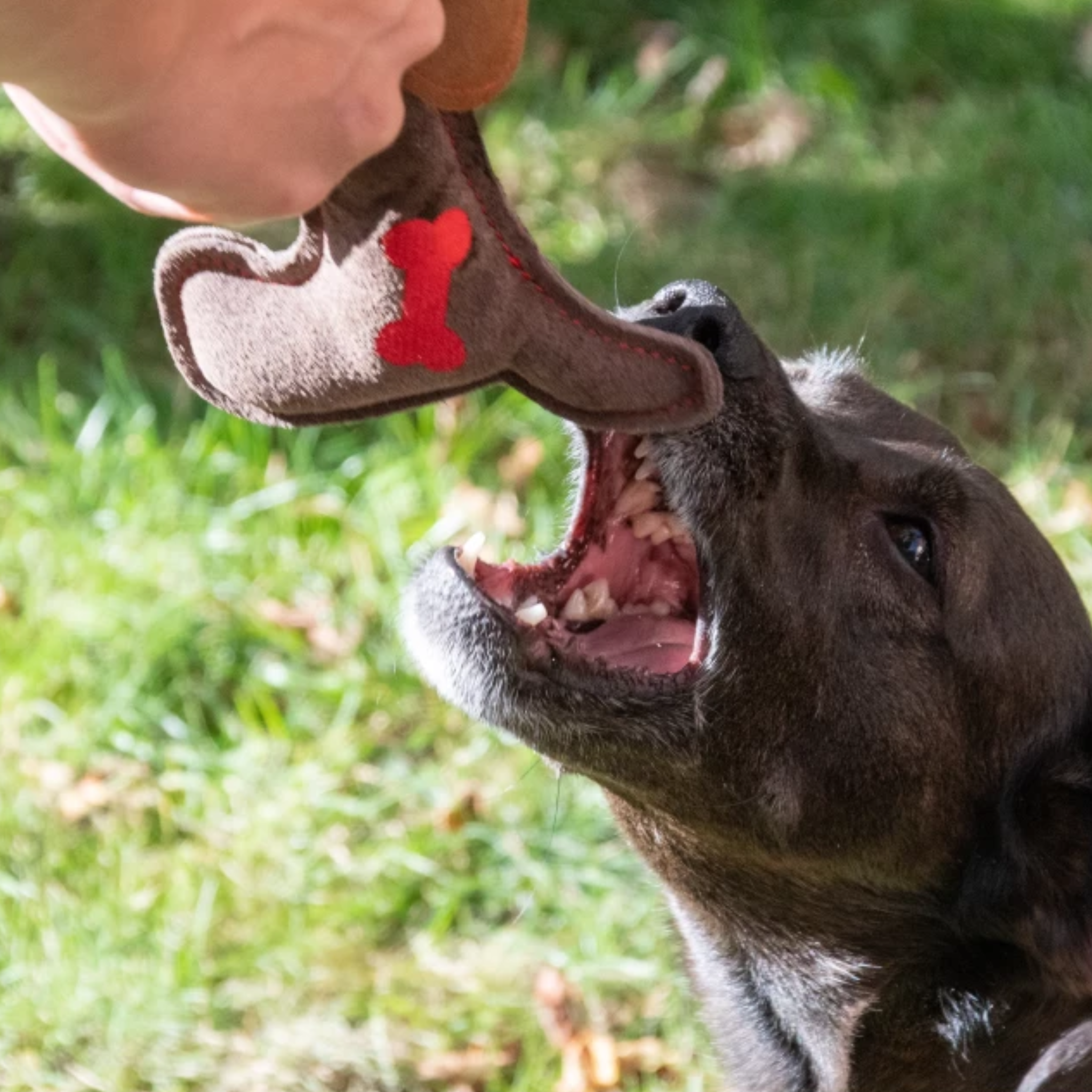 Doggy Doodles - Puppy Bruin